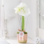 Business 34 image CONSERVATORY FLORIST Wedding Services in Ripley De