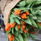 Business 70 image CONSERVATORY FLORIST Wedding Services in Ripley De