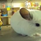 Business 2 image COOLTRADER Grocers & Convenience Stores in Stoke-On-Trent St