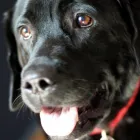 Business 15 image COOPER BROS Garage Services in WISHAW La