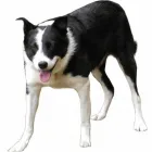 Business 3 image COPA OF CHELTENHAM Pubs in Cheltenham Gl