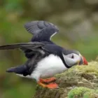 Business 4 image CORBETT WILLIAMS & SON LTD Used Car Dealers in Cardigan Dy