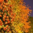 Business 1 image CUPPING LONDON Physiotherapists in London Gr