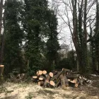 Business 1 image CUTTINGEDGE PROPERTY MAINTENANCE Tree Services in FAREHAM Ha