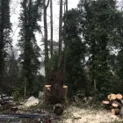 Business 4 image CUTTINGEDGE PROPERTY MAINTENANCE Tree Services in FAREHAM Ha