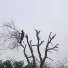 Business 5 image CUTTINGEDGE PROPERTY MAINTENANCE Tree Services in FAREHAM Ha