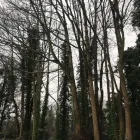 Business 10 image CUTTINGEDGE PROPERTY MAINTENANCE Tree Services in FAREHAM Ha