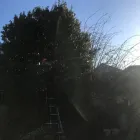 Business 17 image CUTTINGEDGE PROPERTY MAINTENANCE Tree Services in FAREHAM Ha