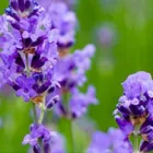 Business 1 image D.B.F. ELECTRICAL (CHELT) LTD Electricians & Electrical Contractors in Cheltenham Gl