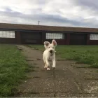 Business 1 image DAISY CHAIN PETS Pets & Animals in Wirral Me