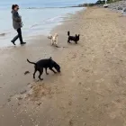 Business 2 image DAISY CHAIN PETS Pets & Animals in Wirral Me