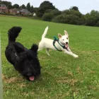 Business 4 image DAISY CHAIN PETS Pets & Animals in Wirral Me