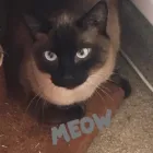 Business 9 image DAISY CHAIN PETS Pets & Animals in Wirral Me