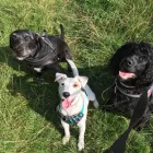 Business 12 image DAISY CHAIN PETS Pets & Animals in Wirral Me