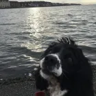 Business 19 image DAISY CHAIN PETS Pets & Animals in Wirral Me