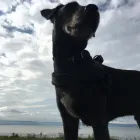 Business 21 image DAISY CHAIN PETS Pets & Animals in Wirral Me