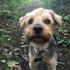 Business 26 image DAISY CHAIN PETS Pets & Animals in Wirral Me