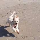 Business 31 image DAISY CHAIN PETS Pets & Animals in Wirral Me