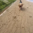 Business 33 image DAISY CHAIN PETS Pets & Animals in Wirral Me