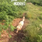 Business 34 image DAISY CHAIN PETS Pets & Animals in Wirral Me