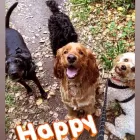 Business 35 image DAISY CHAIN PETS Pets & Animals in Wirral Me