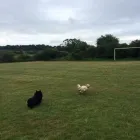 Business 36 image DAISY CHAIN PETS Pets & Animals in Wirral Me