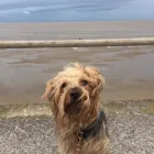 Business 37 image DAISY CHAIN PETS Pets & Animals in Wirral Me