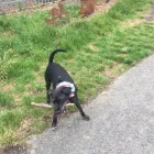 Business 39 image DAISY CHAIN PETS Pets & Animals in Wirral Me