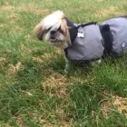 Business 42 image DAISY CHAIN PETS Pets & Animals in Wirral Me