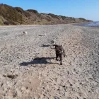 Business 54 image DAISY CHAIN PETS Pets & Animals in Wirral Me