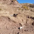 Business 55 image DAISY CHAIN PETS Pets & Animals in Wirral Me