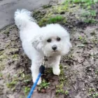 Business 58 image DAISY CHAIN PETS Pets & Animals in Wirral Me