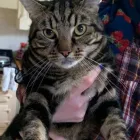 Business 59 image DAISY CHAIN PETS Pets & Animals in Wirral Me