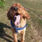 Business 63 image DAISY CHAIN PETS Pets & Animals in Wirral Me