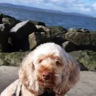 Business 64 image DAISY CHAIN PETS Pets & Animals in Wirral Me