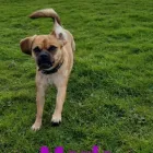 Business 68 image DAISY CHAIN PETS Pets & Animals in Wirral Me