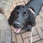 Business 69 image DAISY CHAIN PETS Pets & Animals in Wirral Me