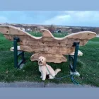 Business 70 image DAISY CHAIN PETS Pets & Animals in Wirral Me