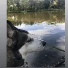 Business 74 image DAISY CHAIN PETS Pets & Animals in Wirral Me