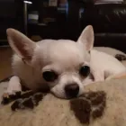 Business 76 image DAISY CHAIN PETS Pets & Animals in Wirral Me