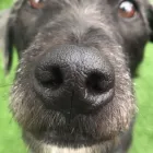 Business 77 image DAISY CHAIN PETS Pets & Animals in Wirral Me