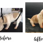 Business 5 image DAKOTA'S PAWFECTION Pets & Animals in Sheerness Ke