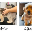 Business 23 image DAKOTA'S PAWFECTION Pets & Animals in Sheerness Ke