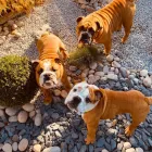 Business 68 image DAKOTA'S PAWFECTION Pets & Animals in Sheerness Ke