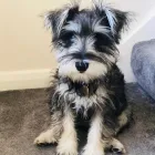 Business 97 image DAKOTA'S PAWFECTION Pets & Animals in Sheerness Ke