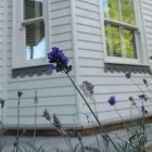 Business 4 image DALIA Driving Schools in Northolt Mi