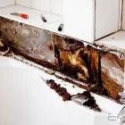 Business 2 image DAMP CONTROL LTD Wood Treatment & Preservation in Leeds We