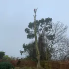Business 38 image DAVID SCOTT TREE SURGERY & LANDSCAPING Turf Suppliers in Peterlee Co