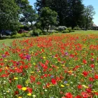 Business 45 image DAVID SCOTT TREE SURGERY & LANDSCAPING Turf Suppliers in Peterlee Co