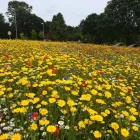 Business 47 image DAVID SCOTT TREE SURGERY & LANDSCAPING Turf Suppliers in Peterlee Co